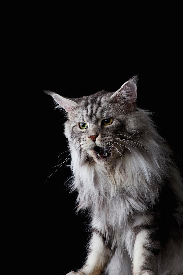 Maine Coon Cat Photograph by Ultra.f