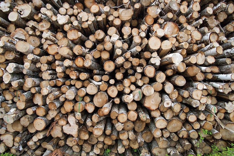 Maine Log Pile Photograph by Scott Leslie | Fine Art America