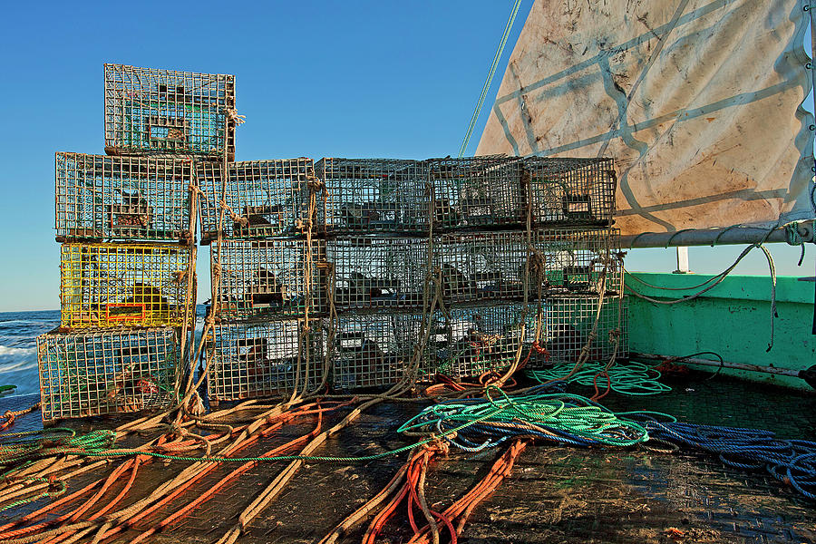 Maine, Portland, Lobster Harvesting #1 Digital Art by Claudia Uripos