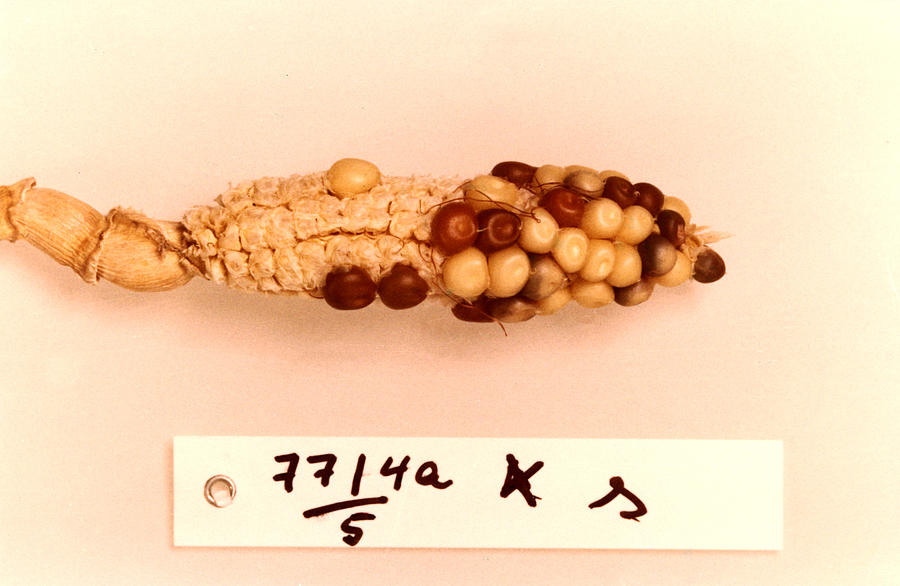 Maize Genetics Research By Barbara #1 Photograph by Science Source