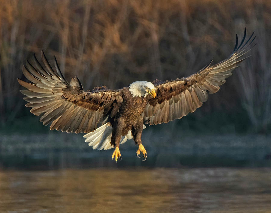 Majestic Bald Eagle Photograph By Beth Sargent - Pixels