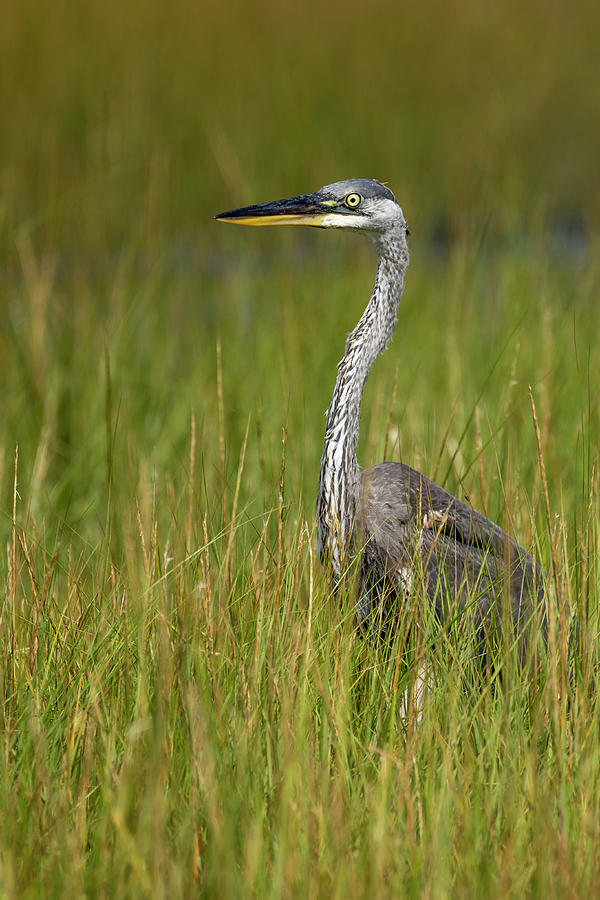 Majestic Photograph by David Kulp - Fine Art America