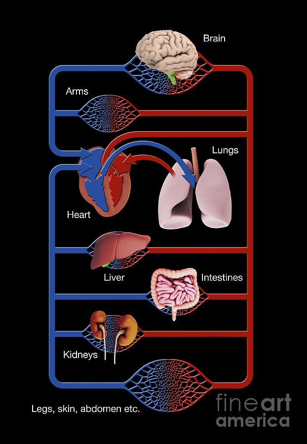 major-organs-blood-supply-photograph-by-mikkel-juul-jensen-science