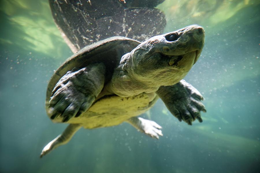 Malayan Giant River Terrapin (orlitia Photograph by Nick Garbutt - Fine ...