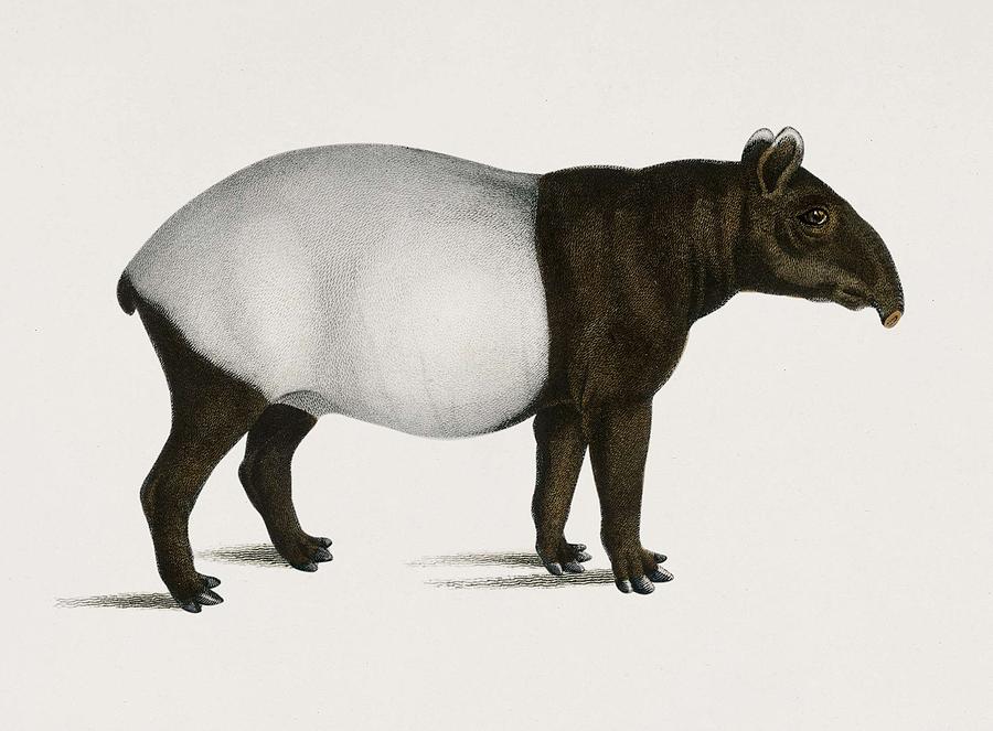 Nature Painting - Malayan Tapir  Equus Montanus illustrated by Charles Dessalines D Orbigny  1806 1876  #1 by Celestial Images
