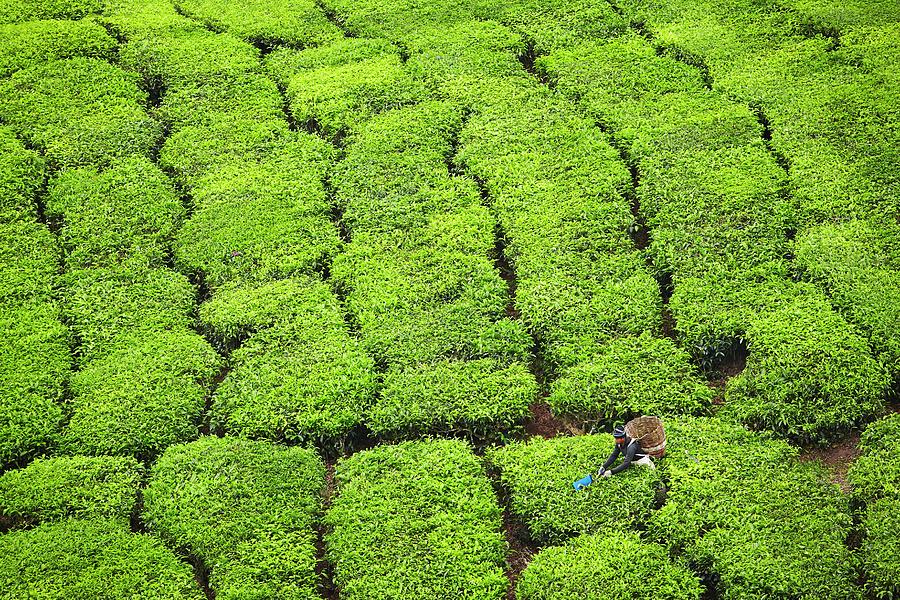 Malaysia, Pahang, Cameron Highlands, Tea Pickers At The Sungei Palas Boh Tea Plantation, Brinchang, Cameron Highlands #1 Digital Art by Richard Taylor