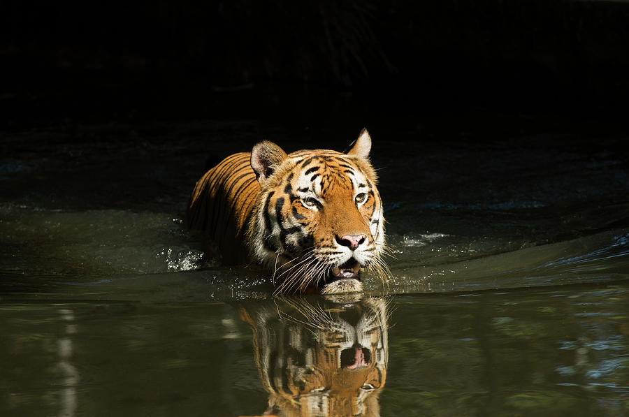 Malaysian Tiger Panthera Tigris #1 Photograph by Anders Blomqvist