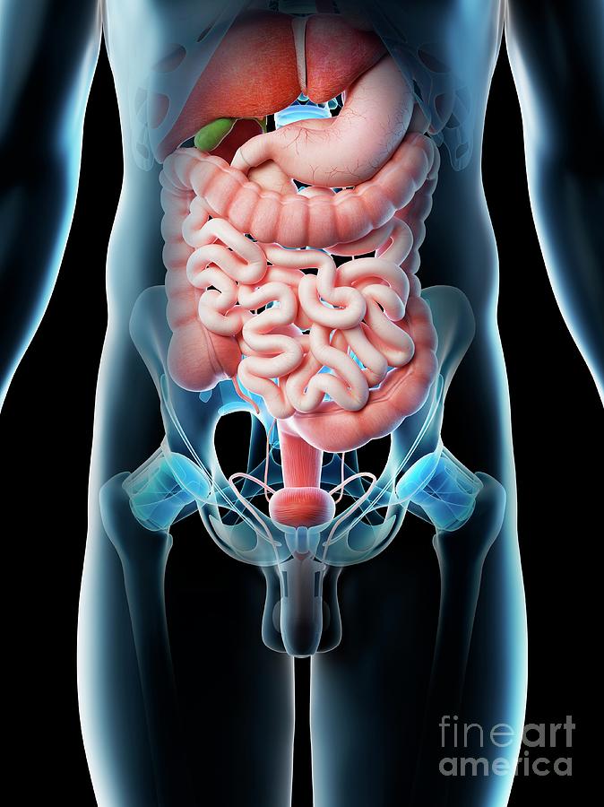 Male Abdominal Organs 1 Photograph by Sebastian Kaulitzki/science