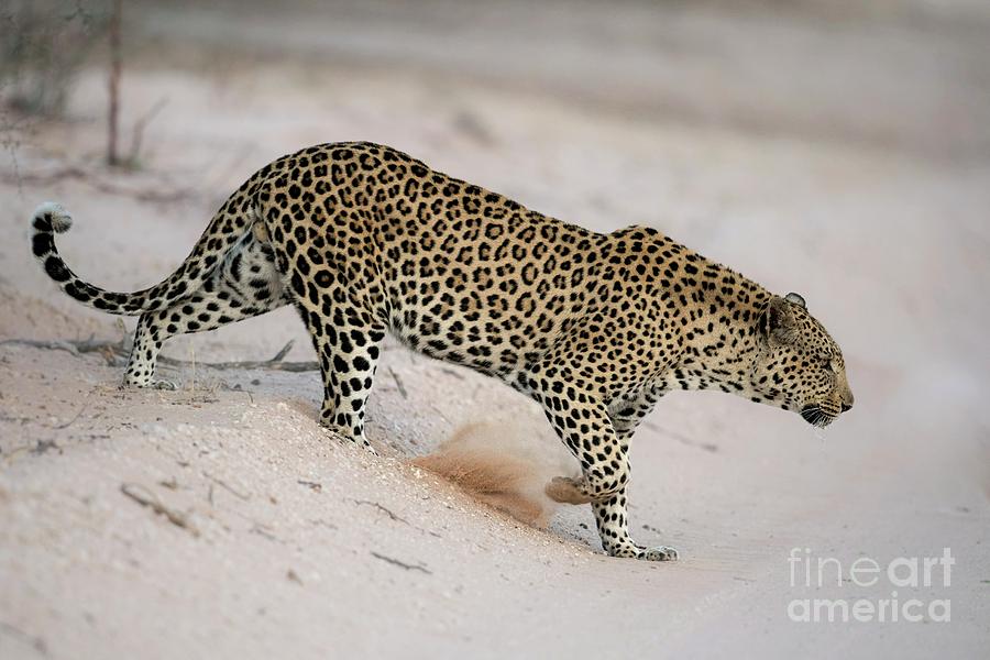 Male African Leopard #1 Photograph by Tony Camacho/science Photo Library