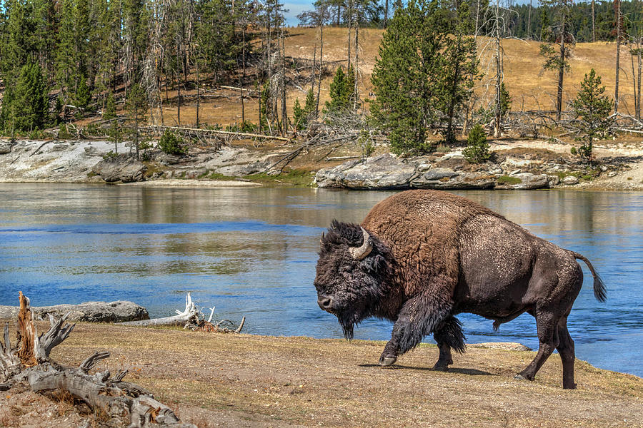 Male American Bison Photograph By Ivan Kuzmin