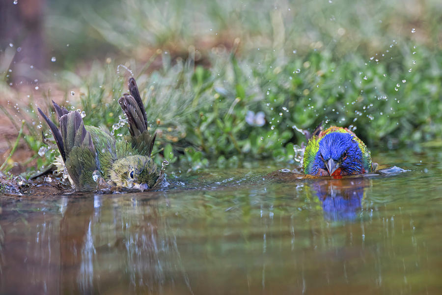 Male And Female Painted Buntings Photograph By Adam Jones Fine Art   1 Male And Female Painted Buntings Adam Jones 