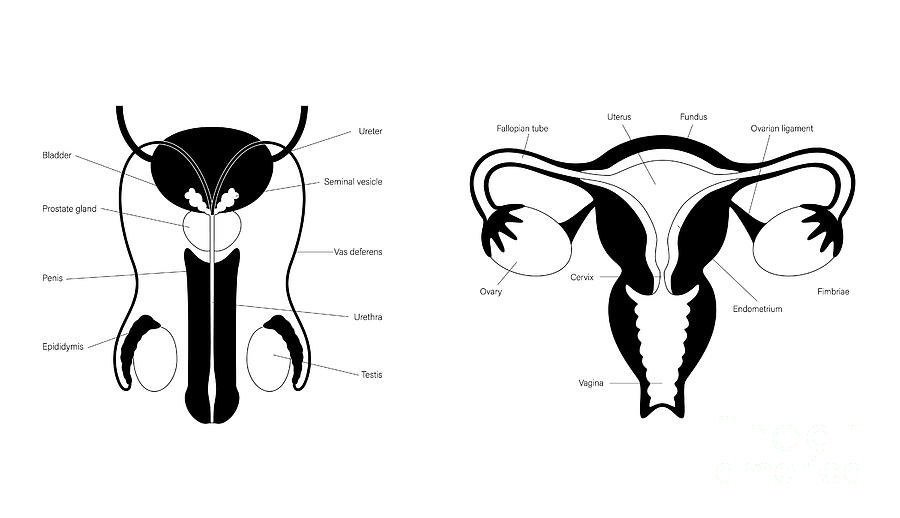 Male And Female Reproductive Organs Photograph By Pikovit Science Photo Library Fine Art America 2594