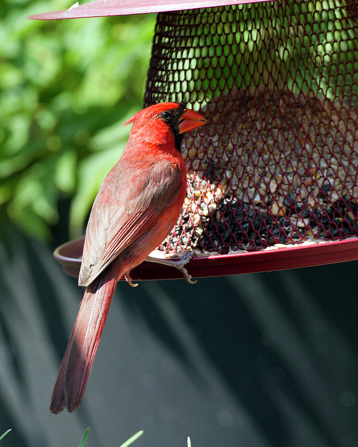 Male Cardinal #1 Photograph by Jeff Ross