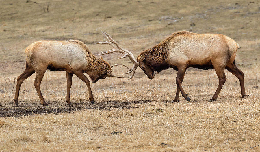male elk size