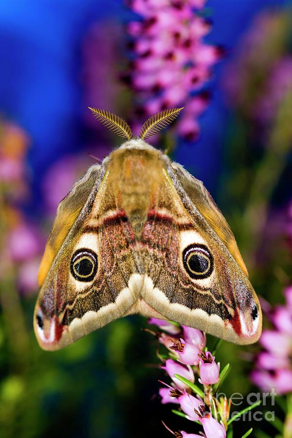 Nature Photograph - Male Emperor Moth #1 by Dr Keith Wheeler/science Photo Library
