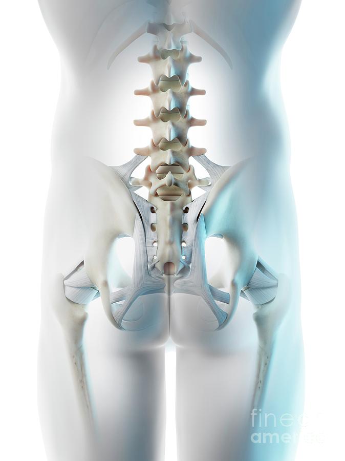 Human Hip Bones #18 Photograph by Sebastian Kaulitzki/science Photo Library  - Pixels