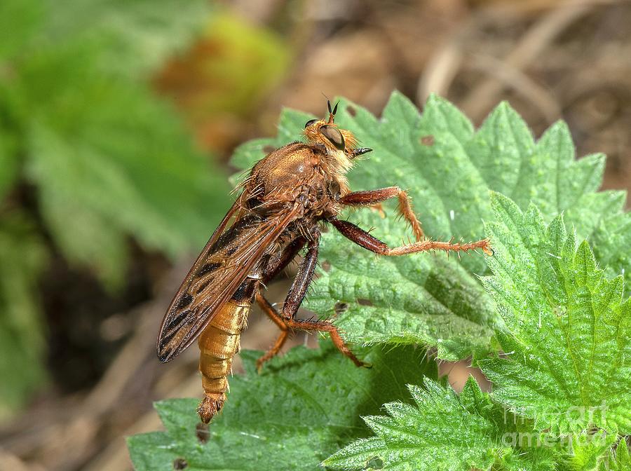 Male Hornet Robberfly #1 Photograph by Bob Gibbons/science Photo Library