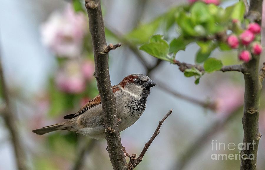 Male House Sparrow #1 Photograph by Bob Gibbons/science Photo Library