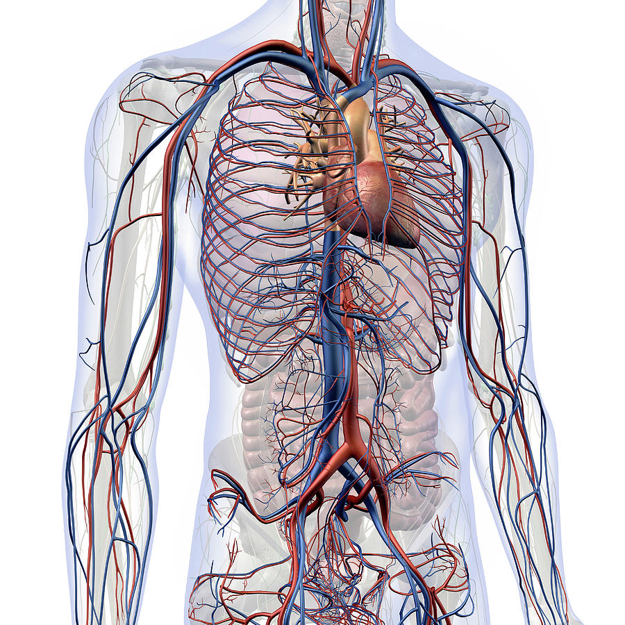 Male Internal Anatomy Of Heart #1 Photograph by Hank Grebe