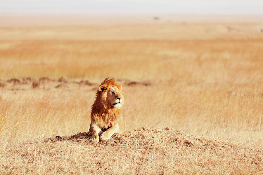 Male Lion In Masai Mara #1 Photograph by Ivanmateev
