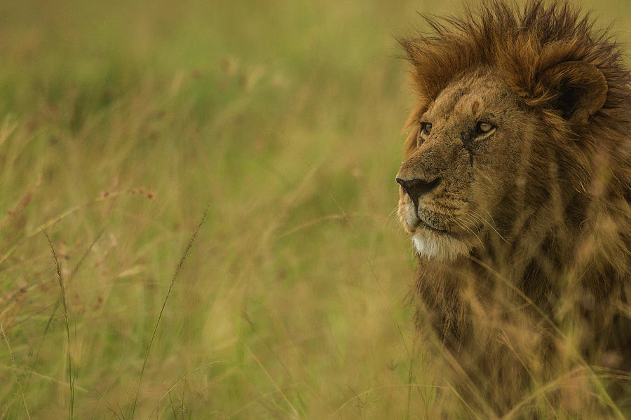 Male Lion #1 Photograph by Manoj Shah