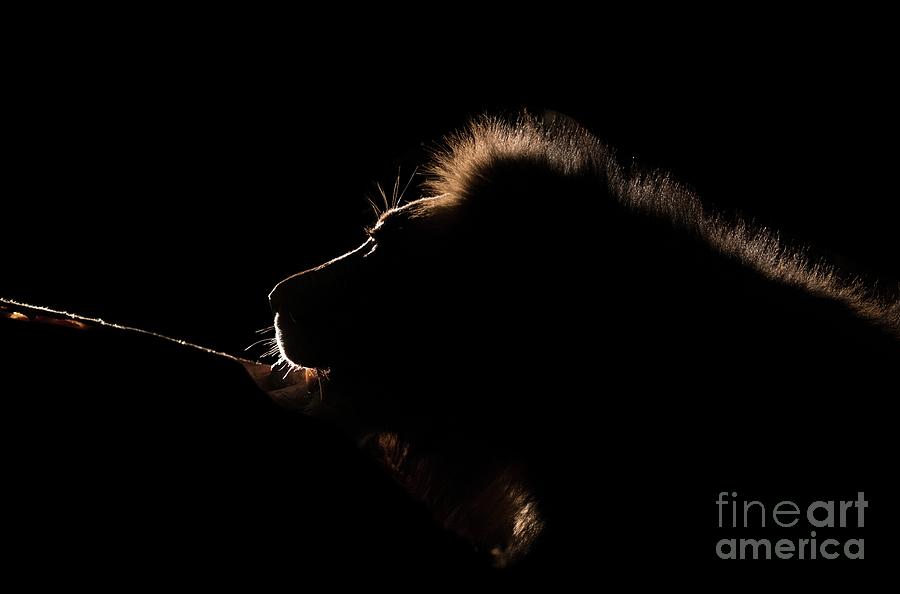 Male Lion With Giraffe Carcass At Night #1 Photograph by Tony Camacho/science Photo Library
