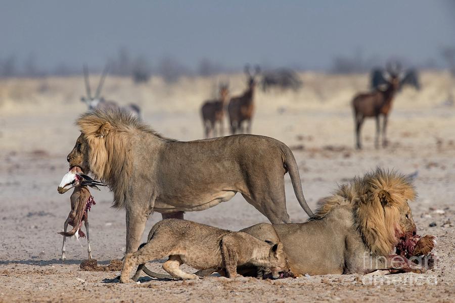 Male Lions Competing Over Springbok Carcass #1 Photograph by Tony Camacho/science Photo Library