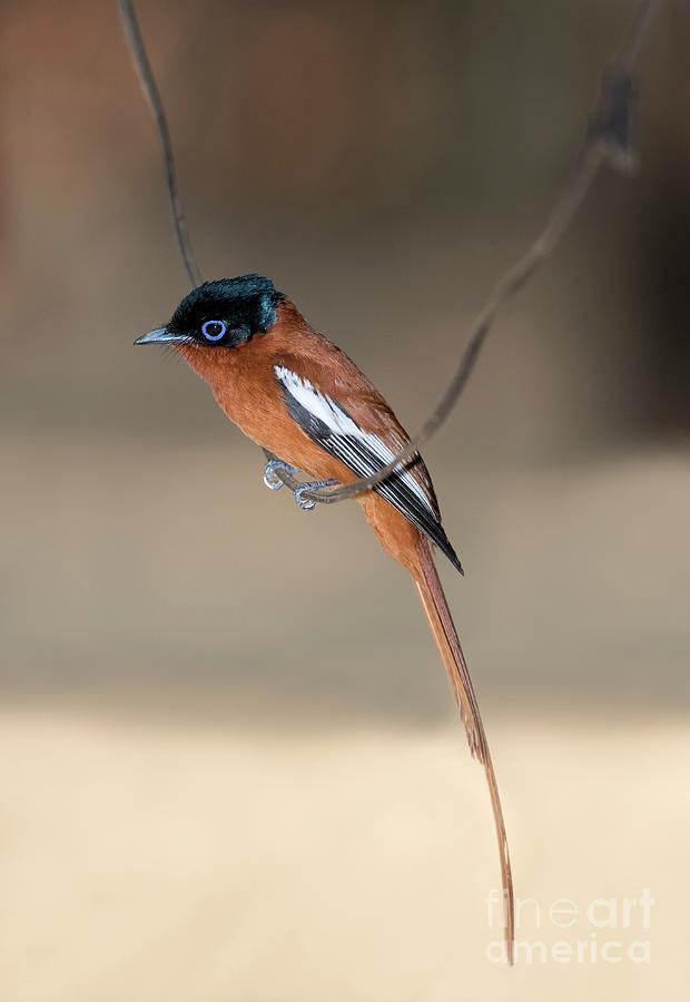 Animal Photograph - Male Madagascar Paradise Flycatcher #1 by Tony Camacho/science Photo Library