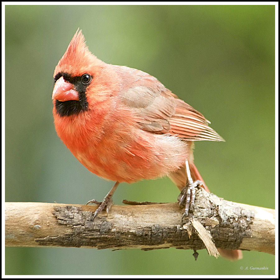 Male Northern Cardinal #1 Photograph by A Macarthur Gurmankin