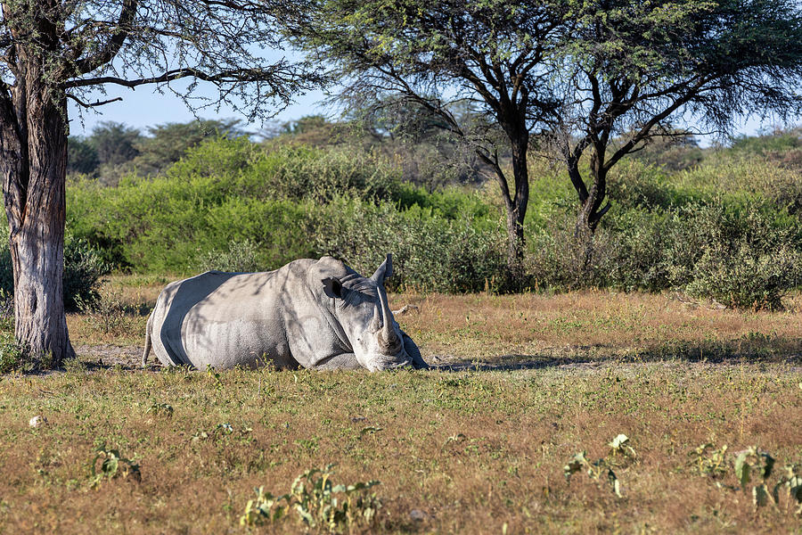 Nature Photograph - male of white rhinoceros Botswana, Africa #1 by Artush Foto