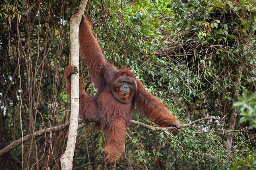 Male Orangutan In The Forest #1 Photograph by Suzi Eszterhas