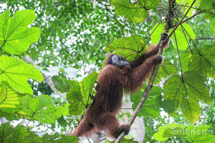 Wildlife Photograph - Male Orangutan #1 by Scubazoo/science Photo Library