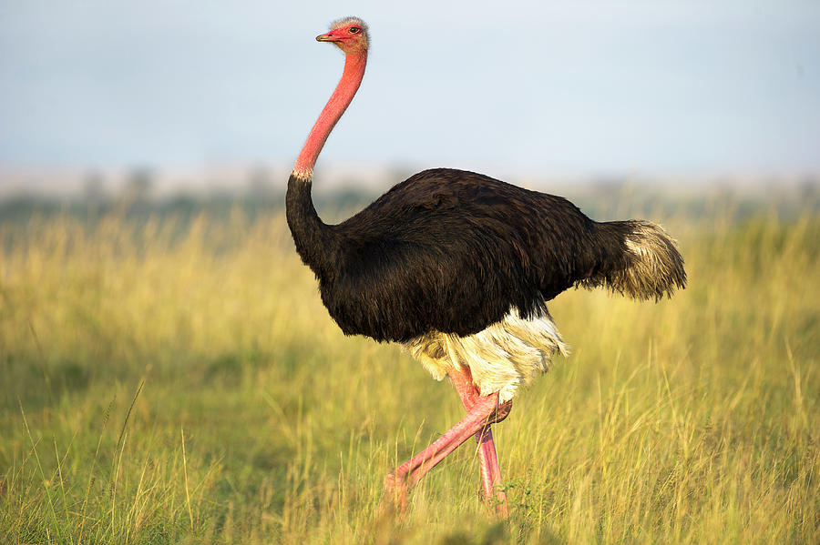 Ostrich Photograph - Male Ostrich Or Common Ostrich #1 by Nick Garbutt