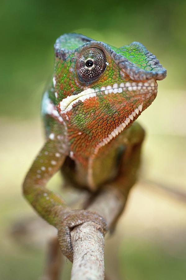 Male Panther Chameleon (furcifer Photograph by Nick Garbutt - Fine Art ...