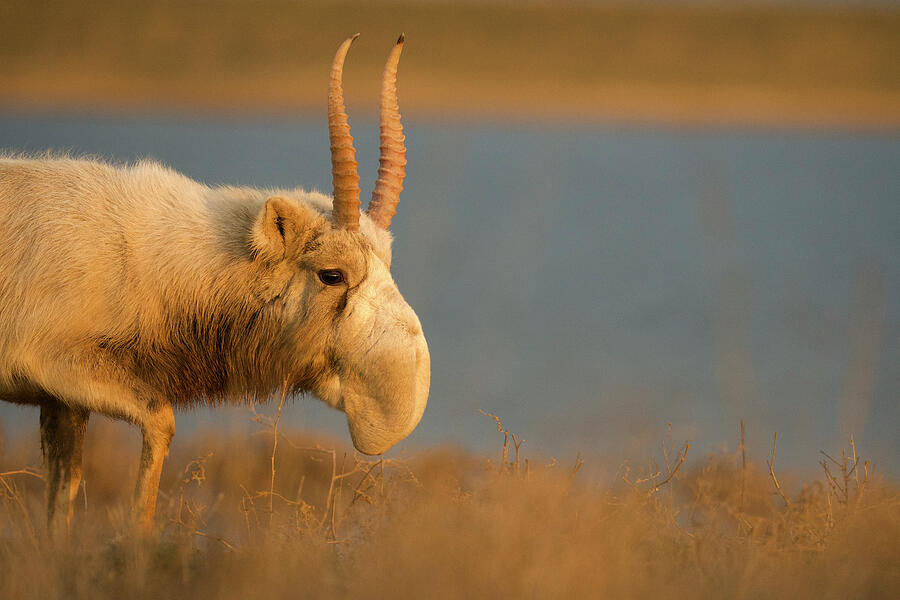 Male Saiga Antelope In Winter, 'the Black Lands' National #1 Photograph ...