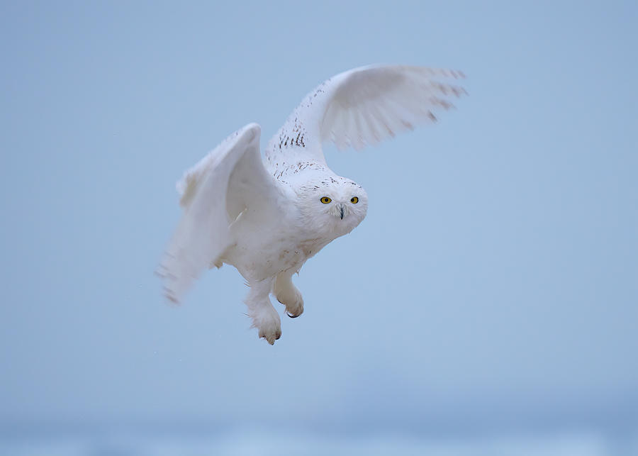 Nature Photograph - Male Snowy Owls In Flight #1 by Johnny Chen