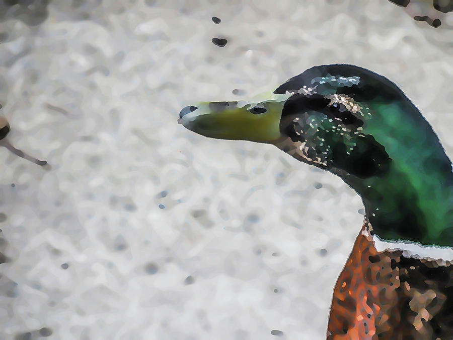 Mallard Duck Close Up 2 #2 Painting by Jeelan Clark