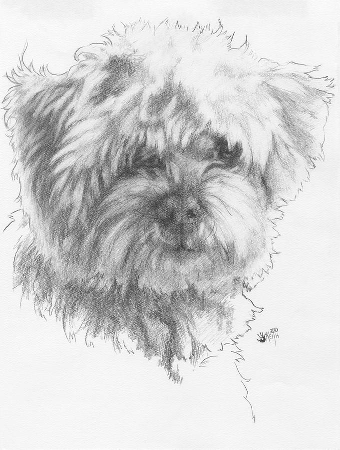 Dog Painting - Maltipoo #1 by Barbara Keith