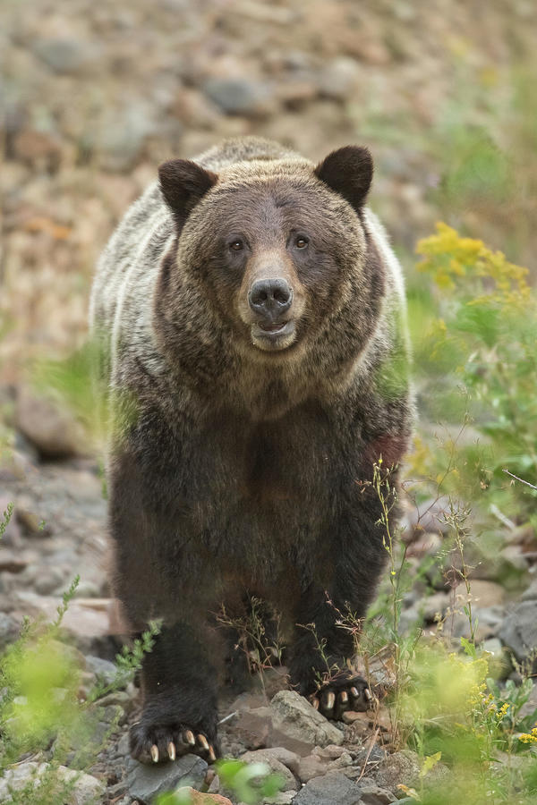 Mama Bear Photograph by Sandy Sisti - Fine Art America