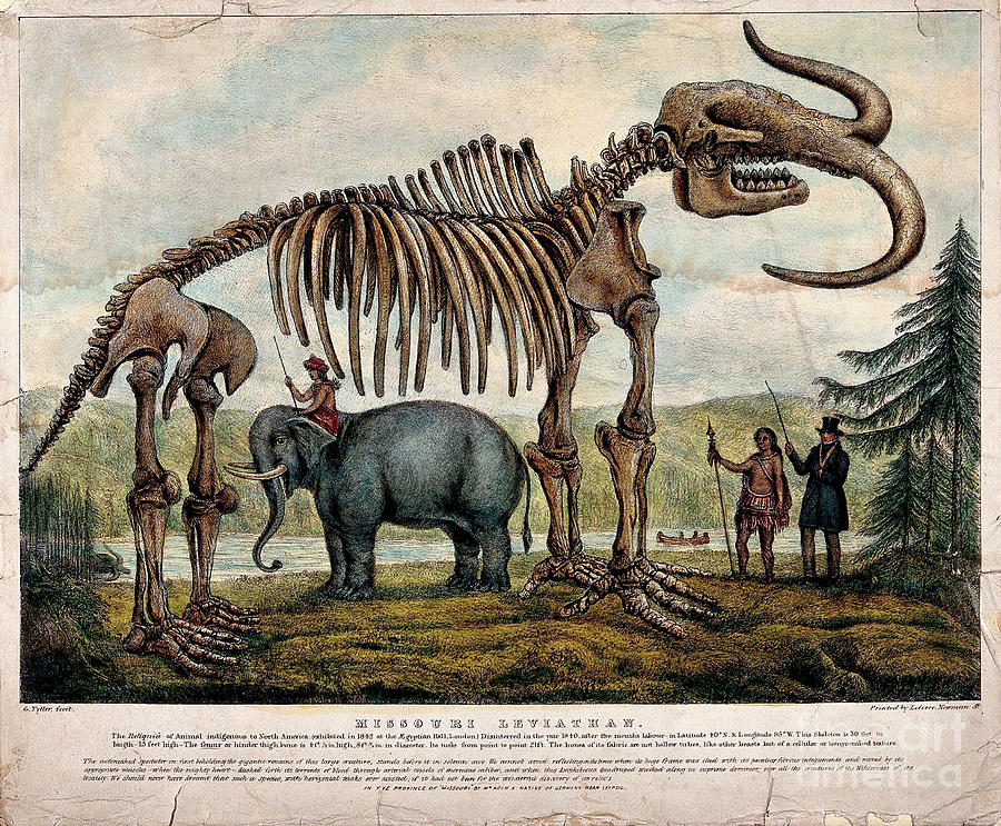 Mammoth Skeleton Exhibit #1 by Wellcome Images/science Photo Library