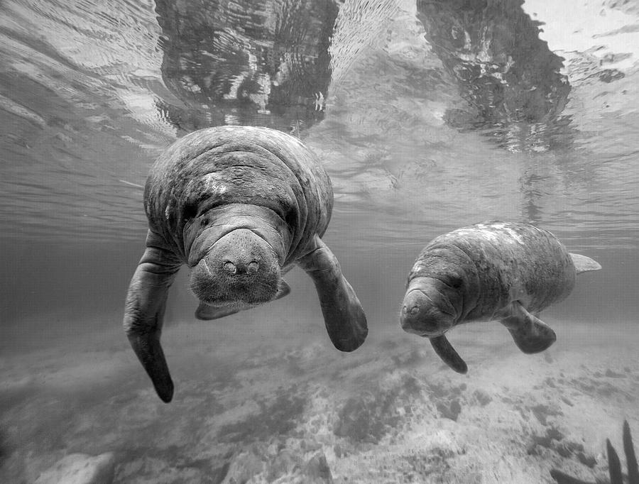 Manatee Mom And Baby #1 Photograph by Tim Fitzharris