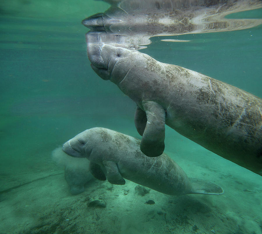 Manatee Mother And Calf, Crystal River, Florida #1 Photograph by Tim Fitzharris