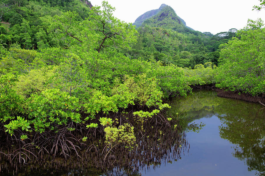 Mangroves Are Various Kinds Of Trees #1 Photograph by Nhpa