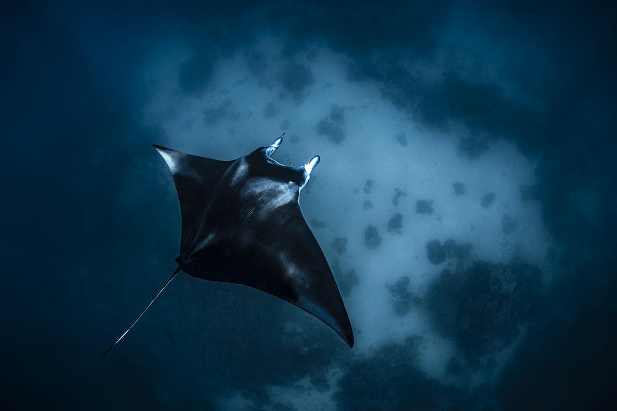 Fish Photograph - Manta On The Reef #1 by Barathieu Gabriel