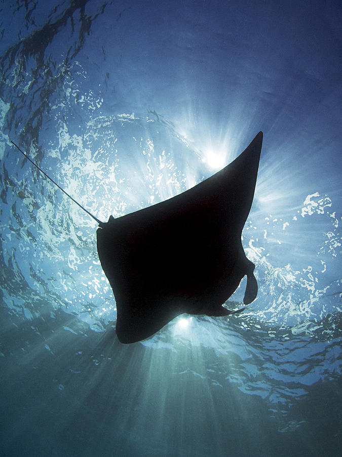 Manta Photograph - Manta Silhouette by Henry Jager