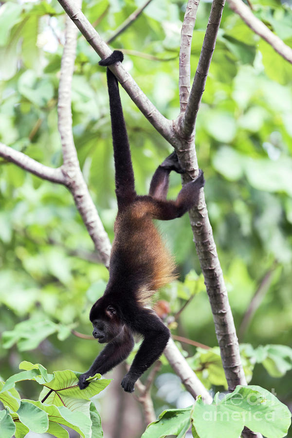 Mantled Howler Monkey Photograph By Dr P. Marazzi/science Photo Library ...