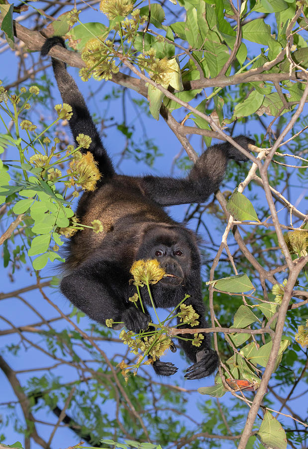 Mantled Howler Monkey Photograph By Ivan Kuzmin - Fine Art America