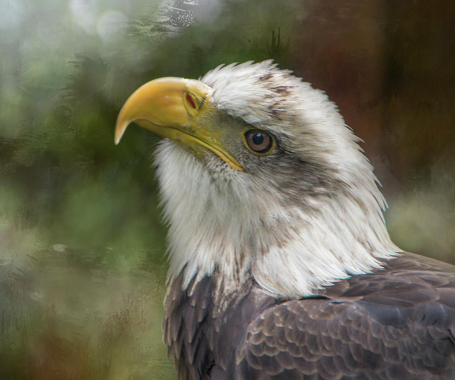 Manwe the Bald Eagle #2 Photograph by Marilyn Wilson