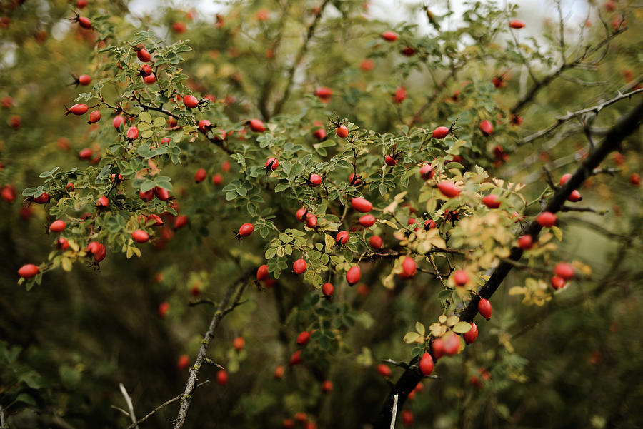 Nature Photograph - Many Red Ripe Berries On Thin  Branches Bush In Autumn Park #1 by Cavan Images