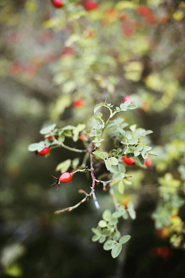 Nature Photograph - Many Red Ripe Berries On Thin Tree Or Bush Branches In Forest #1 by Cavan Images